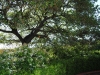 Oak Tree